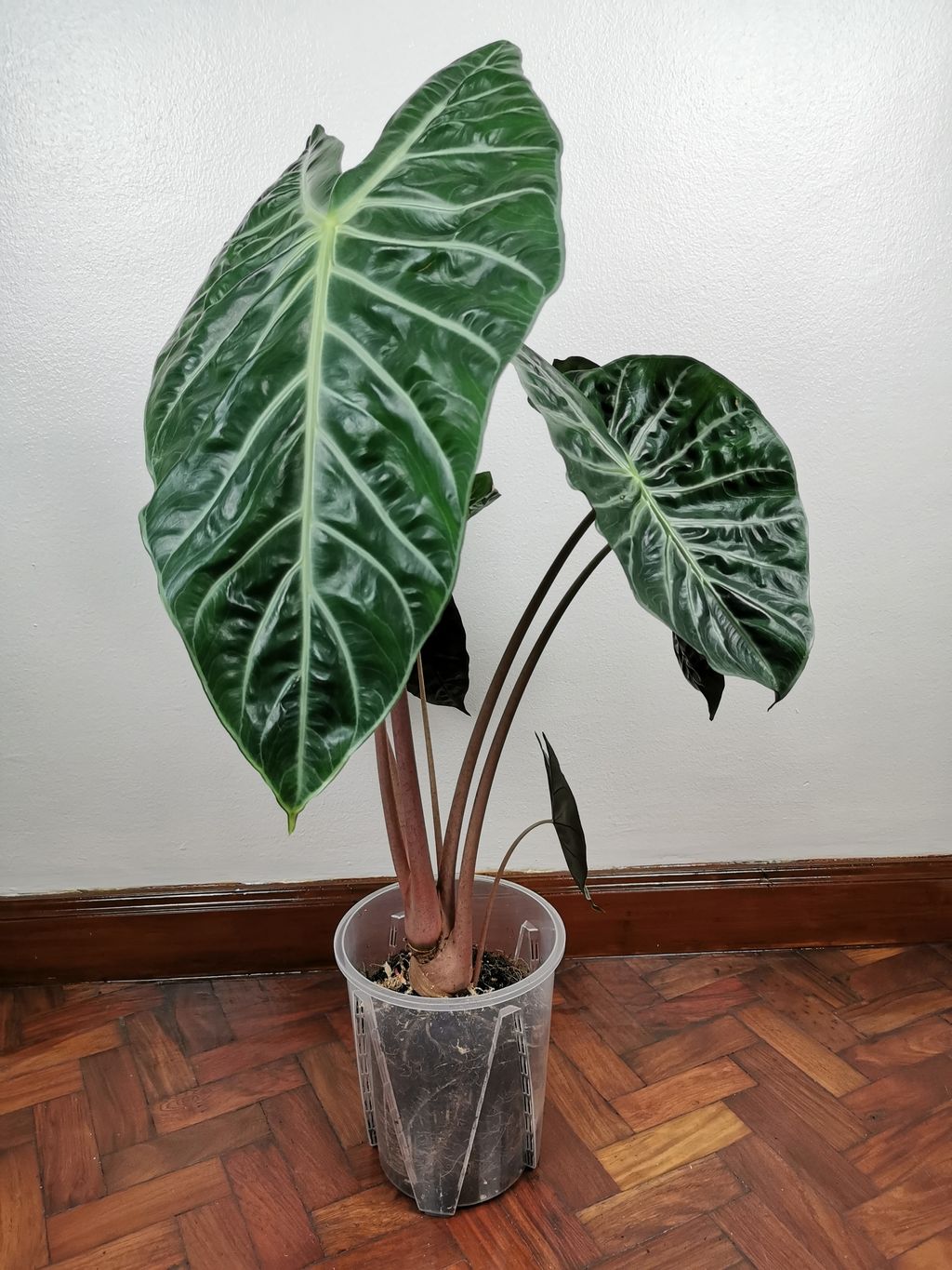 f28bc8cb2b4fa7b40c068892dc5b1fc9