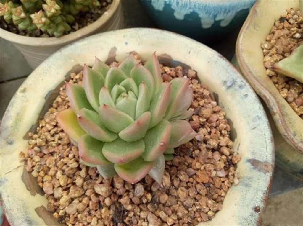 04a5e1a94e942b14a842ce7e533a3ec5