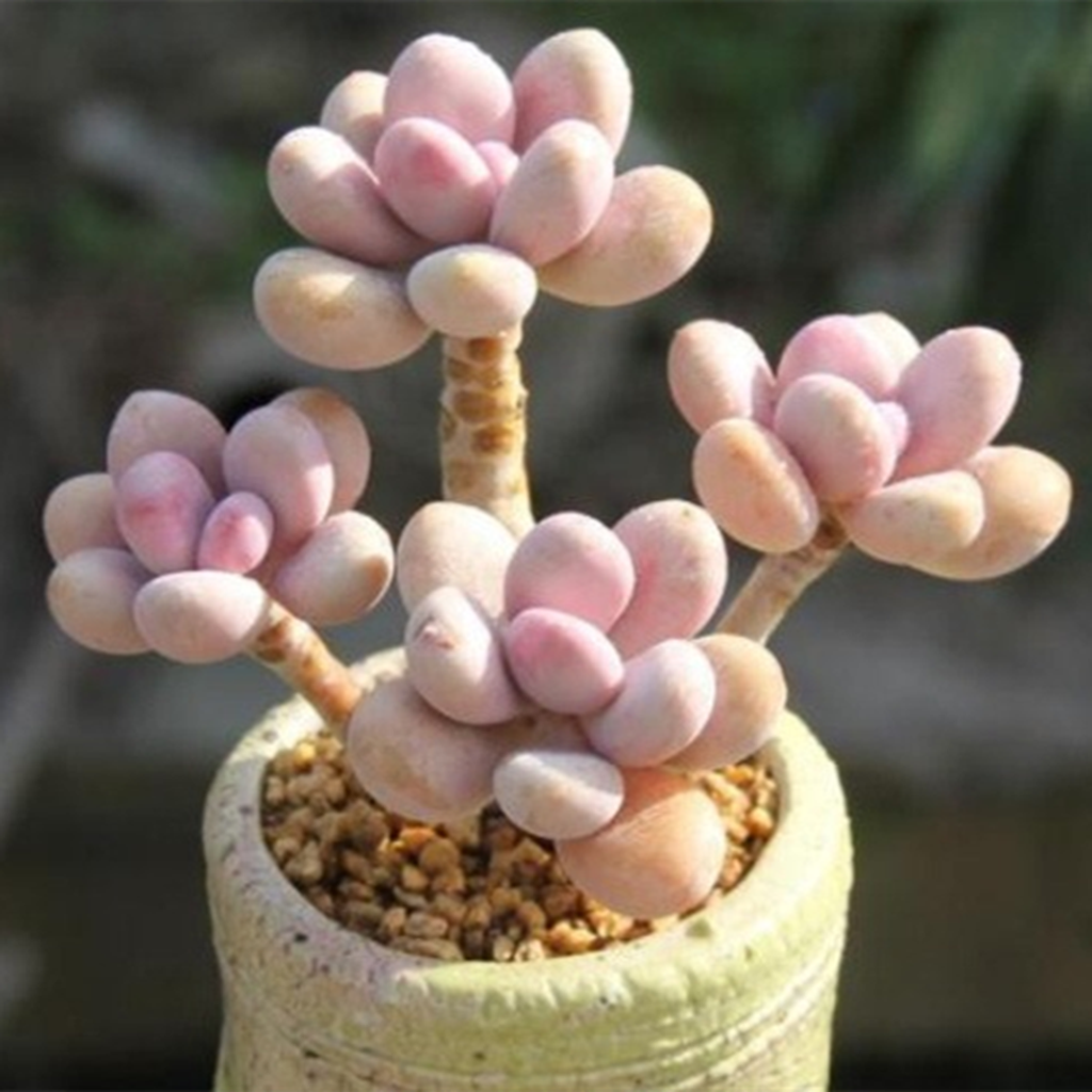 ac72b90046f47df519e14eaca660ba8c