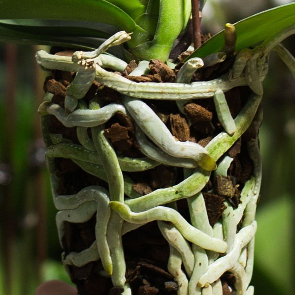 ph-11134207-81ztg-mdy7netv632a3b