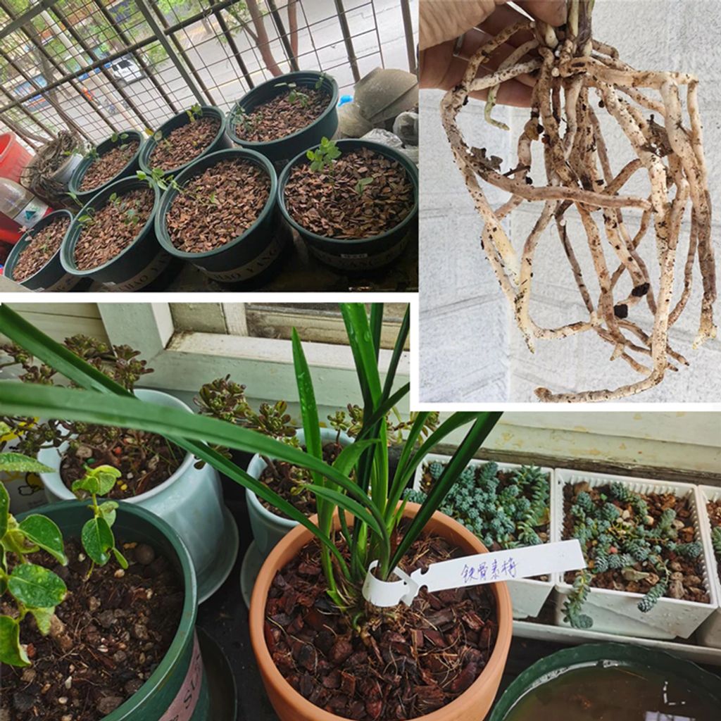 ph-11134207-81ztl-mdy7j4qngoow1f