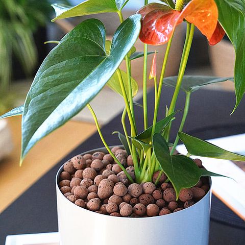 ph-11134207-81zth-mdydu2vehuro2f