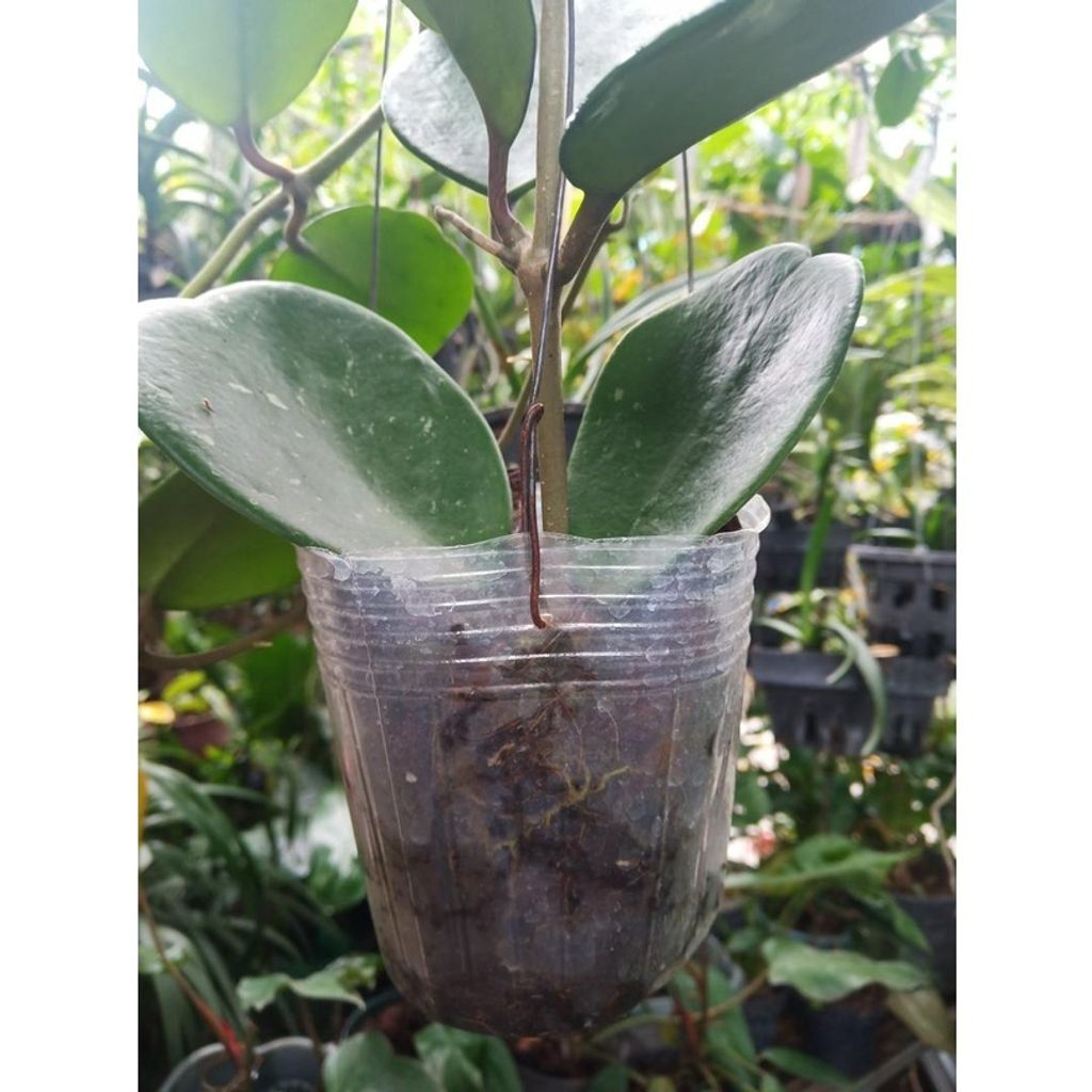 17639b5a626c0b7bd3c59a973076cc6b