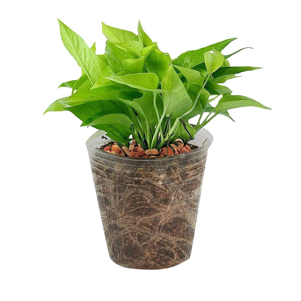 Seedling cup_4