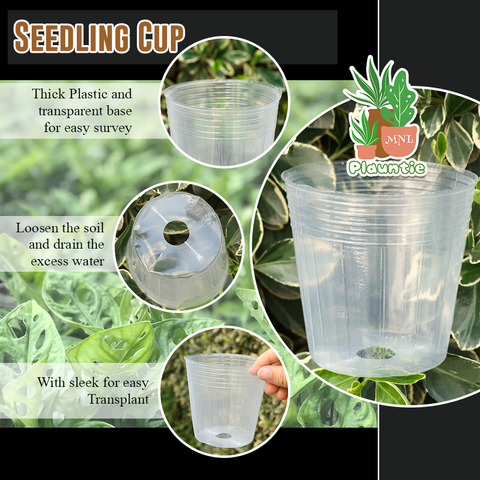 Seedling cup_pm