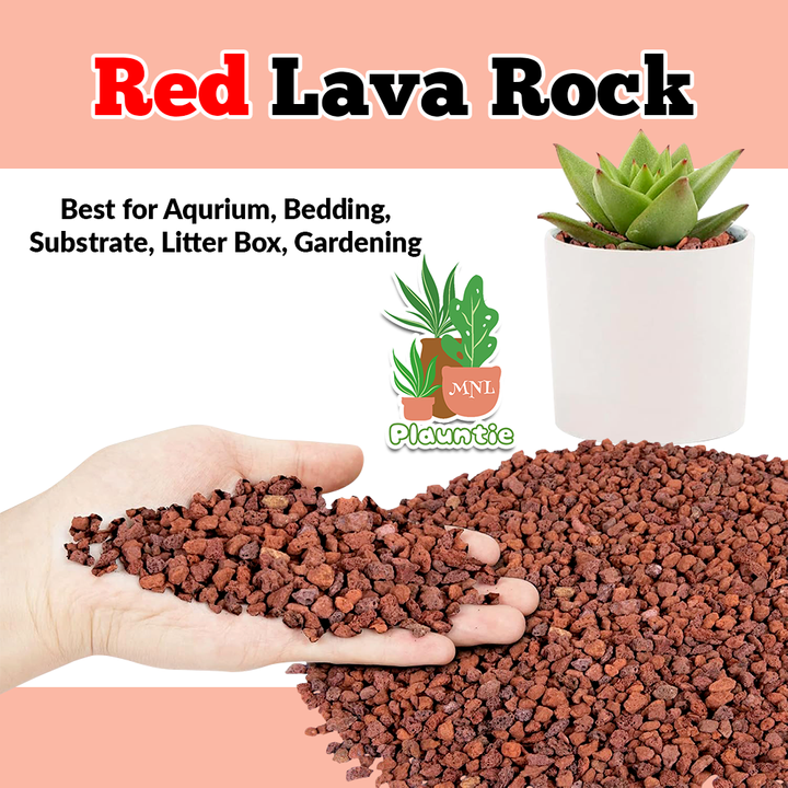 Red Lava Rock_PM
