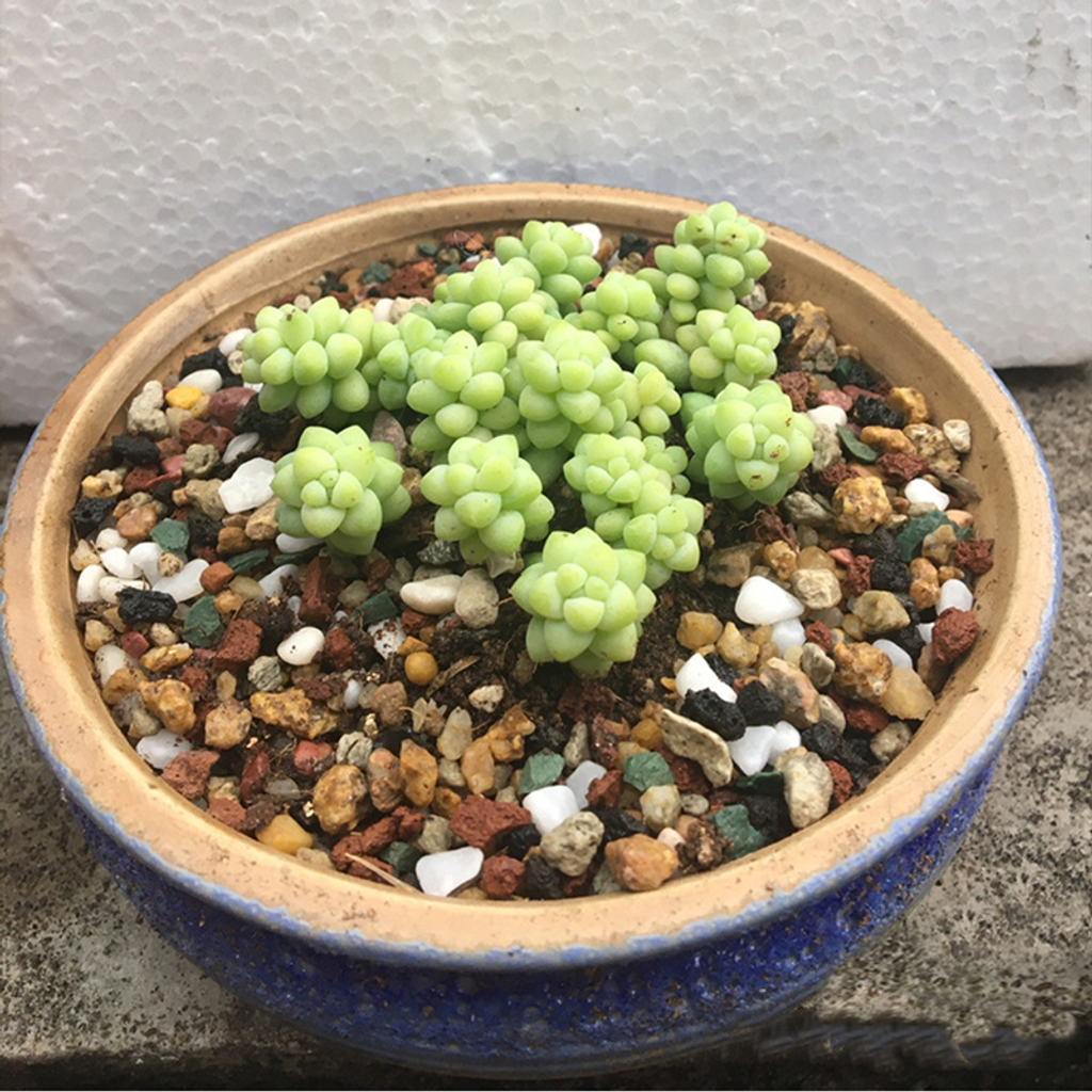 NEW mineral pon (11)