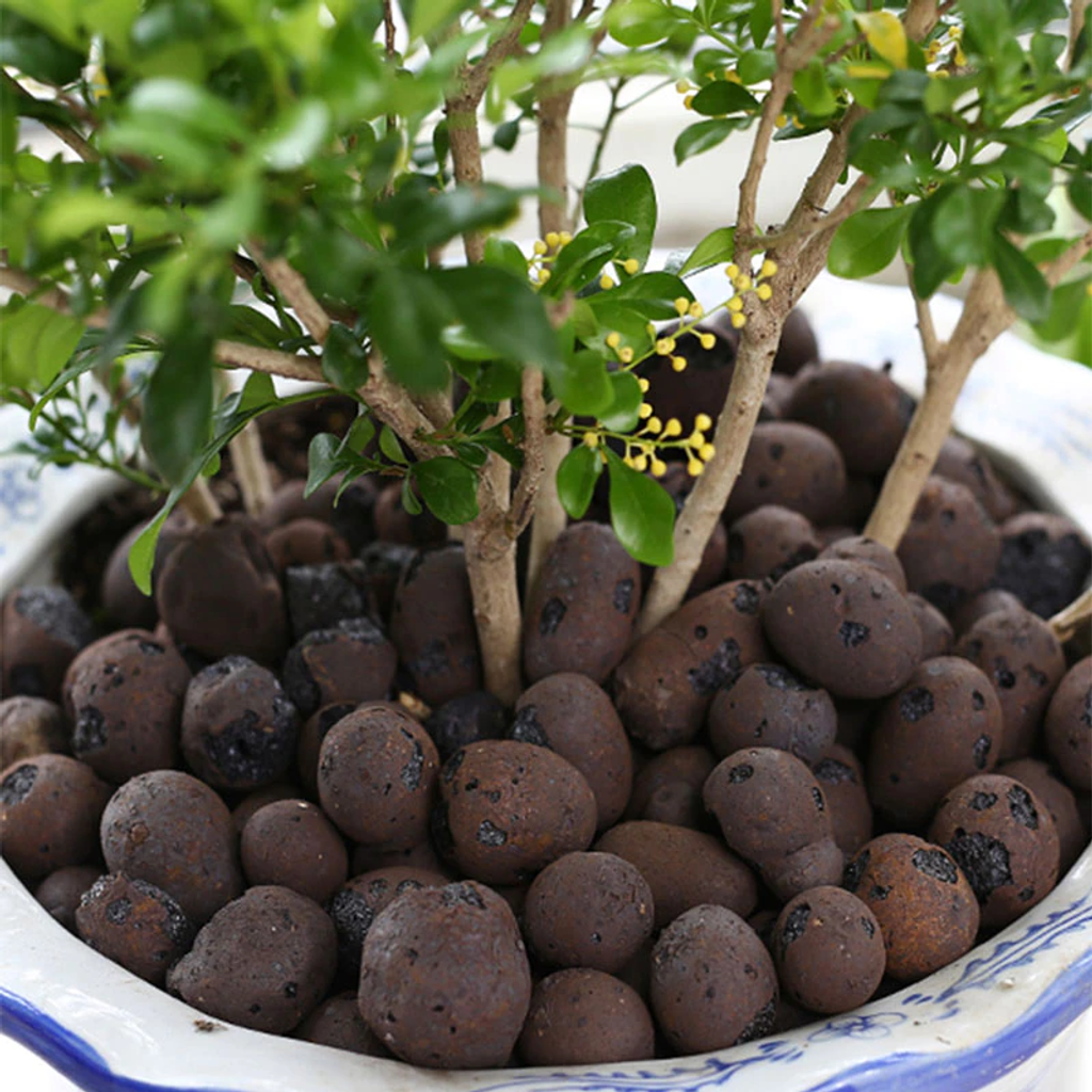 Leca q (1)_