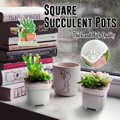 Square Succulent Pots_PM
