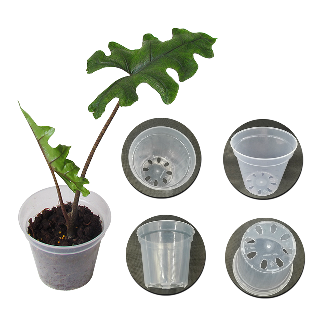 clear pot_4
