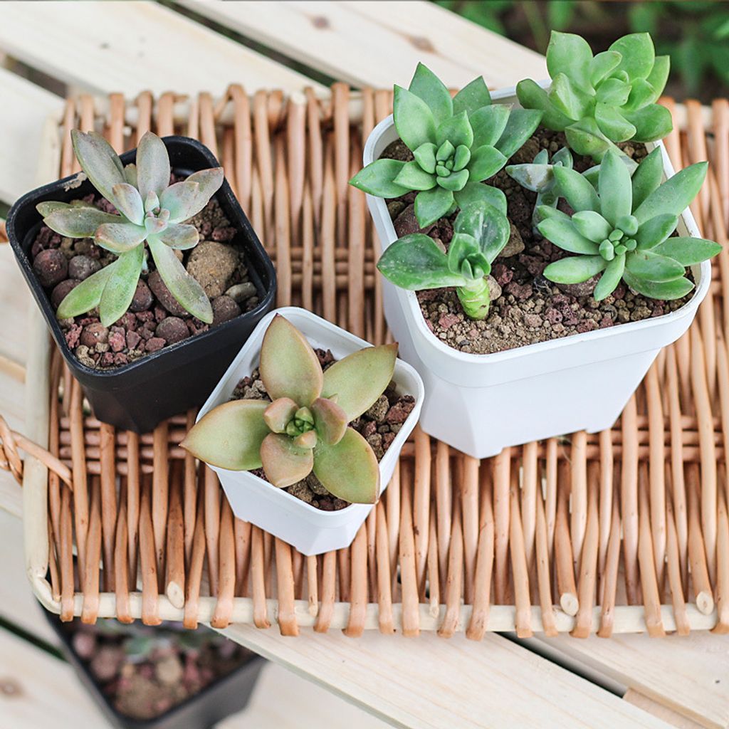 Square Succulent Pots 1 (17)