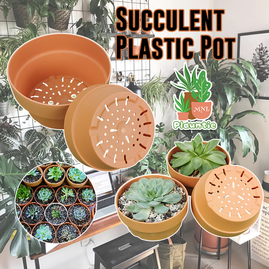 Succulent Red Pots_PM