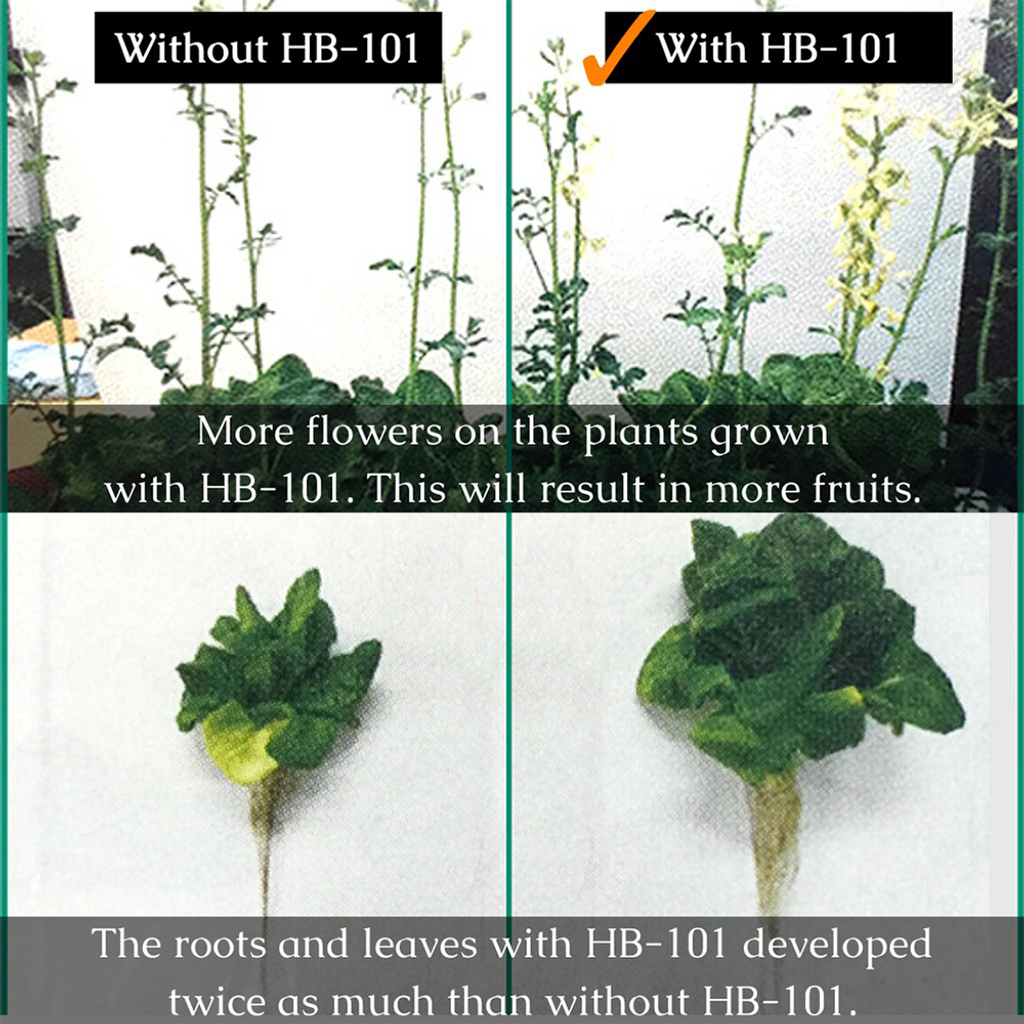 HB101 (1)