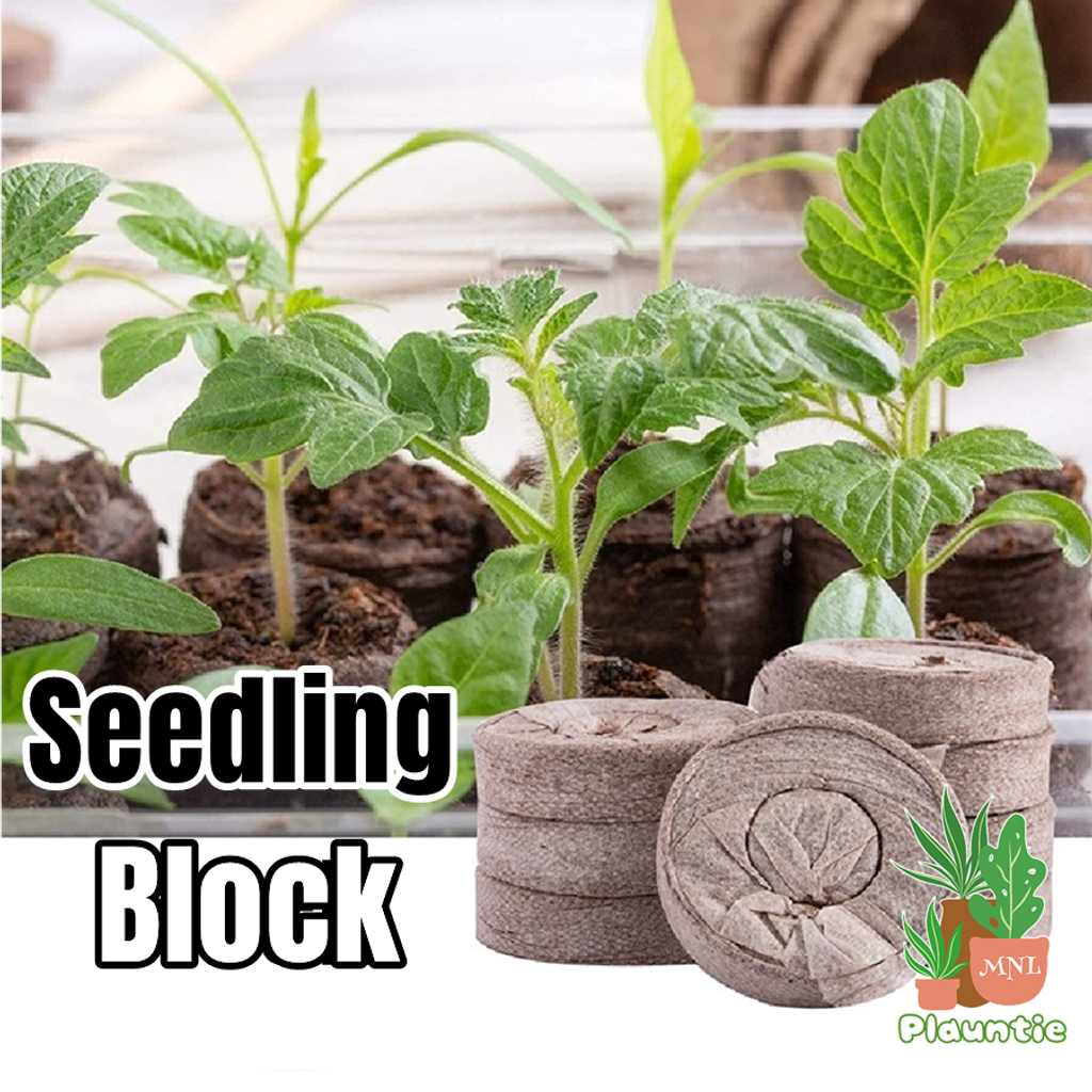 Seedling block (10)_pm
