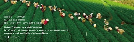 | 至峰茶業