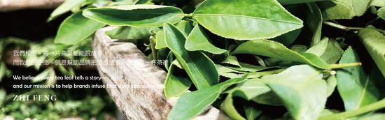  | 至峰茶業