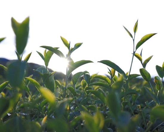  | 至峰茶業