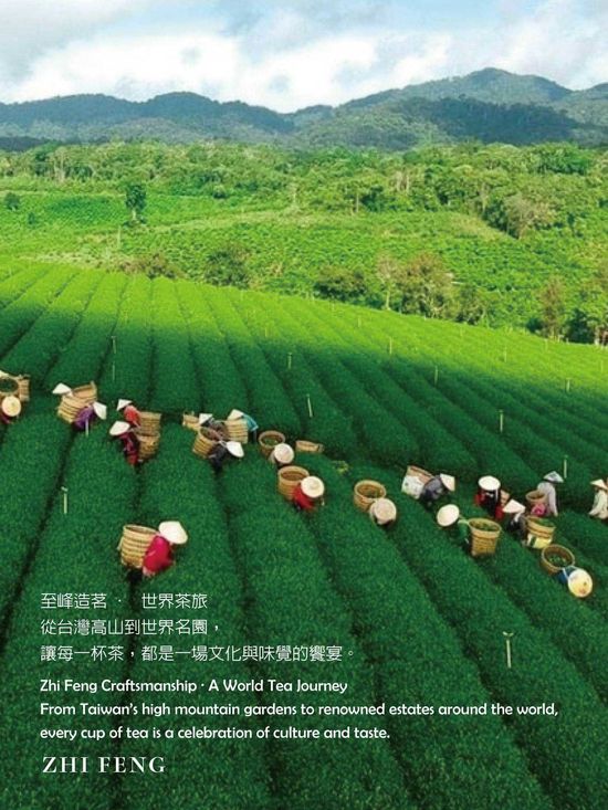  | 至峰茶業