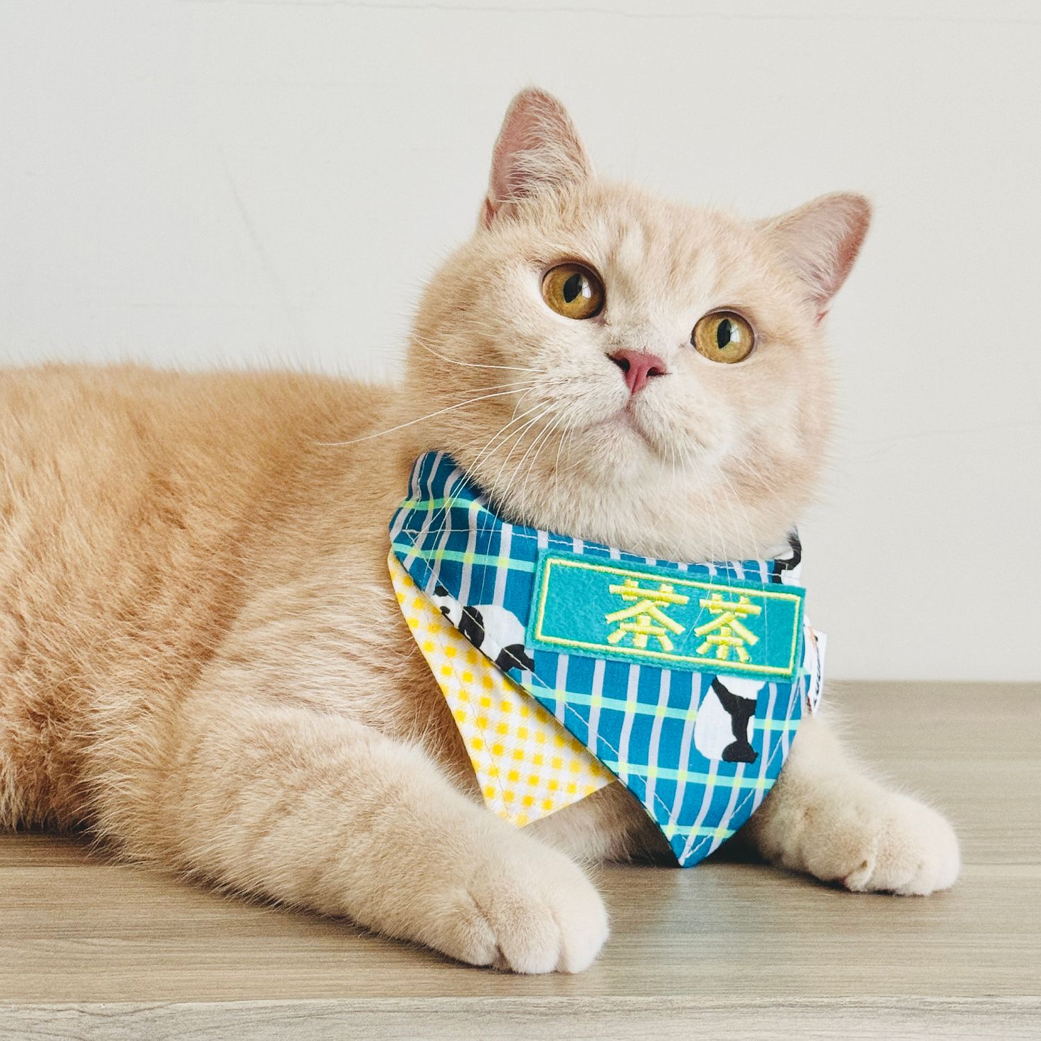 https://cdn.store-assets.com/s/1439622/f/17351122.jpg