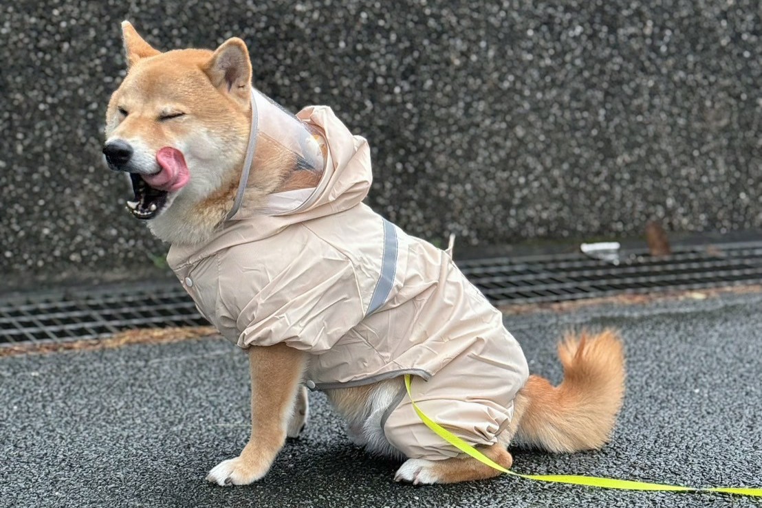 奶茶色雨衣 (1)