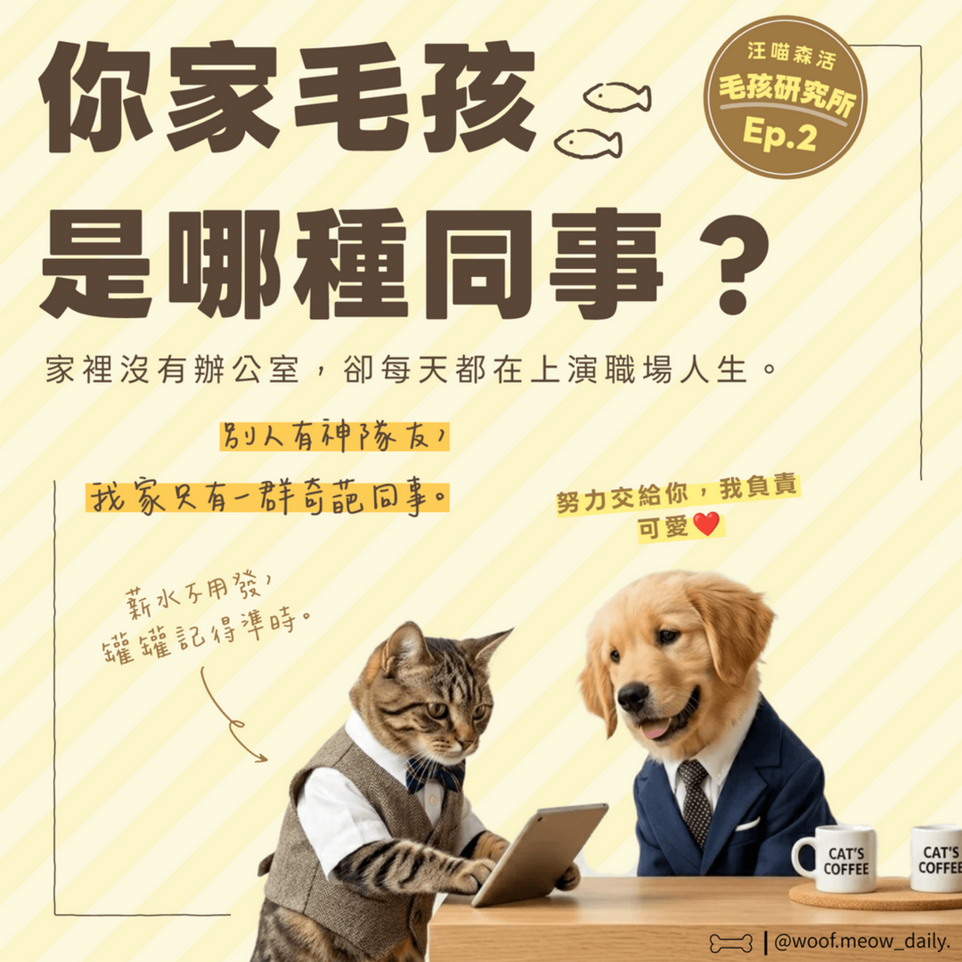 毛孩職場同事人格測驗 汪喵森活