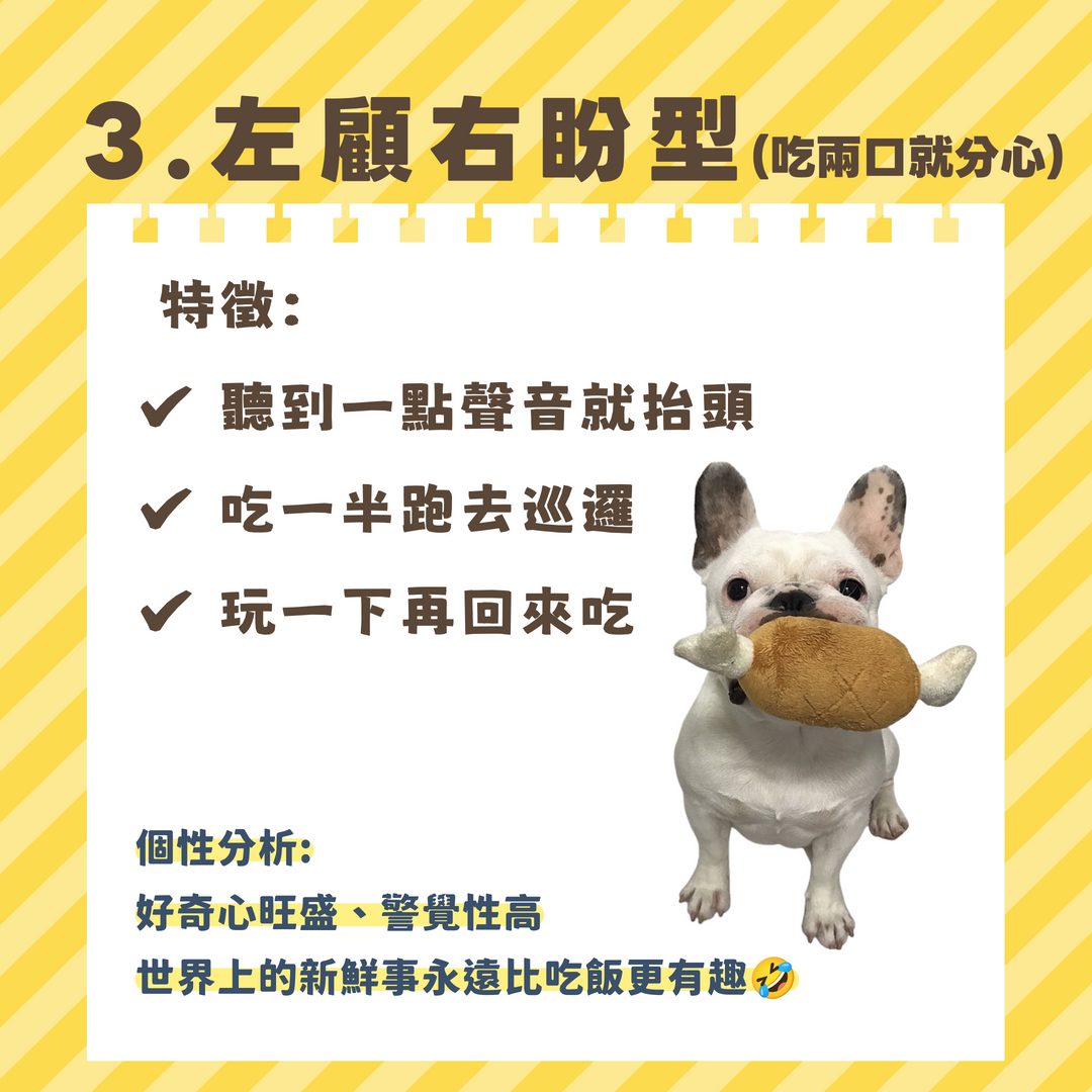 貓狗吃飯容易分心-左顧右盼型個性解析