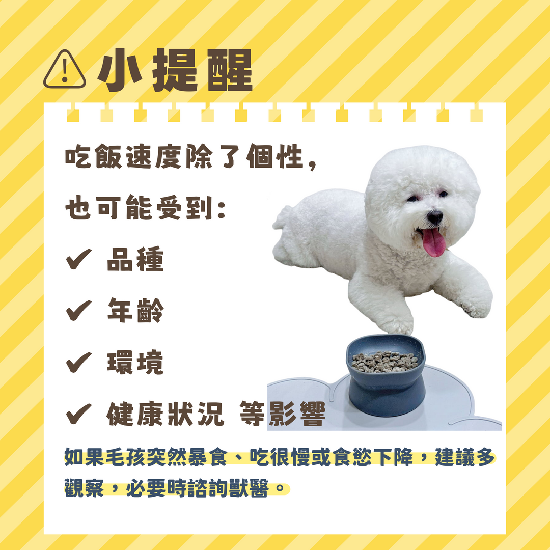 寵物食慾異常注意事項-汪喵製造所衛教提醒