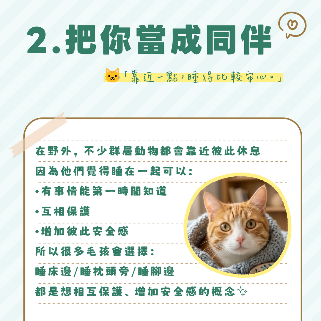 毛孩覺得有安全感