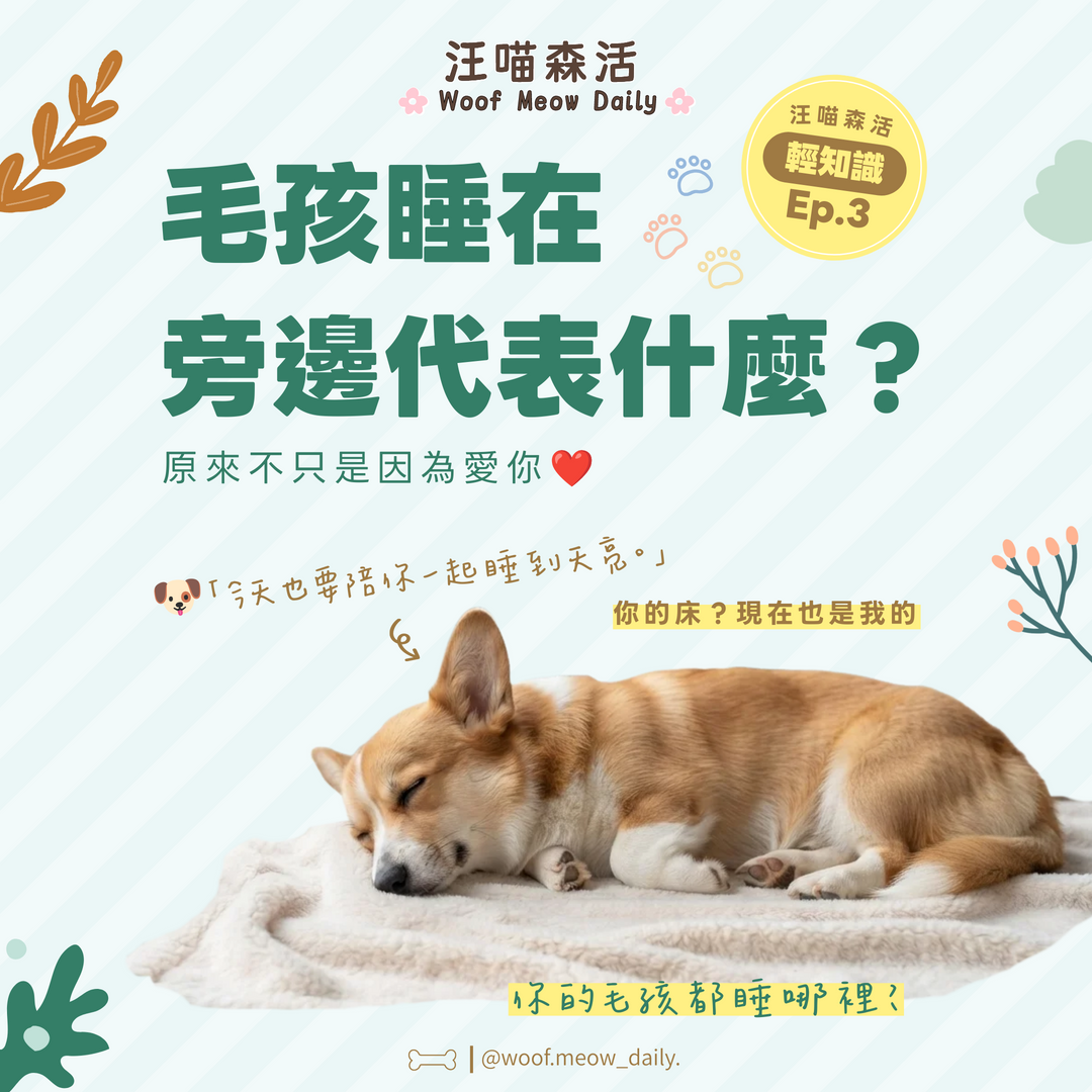 毛孩睡你旁邊代表什麼