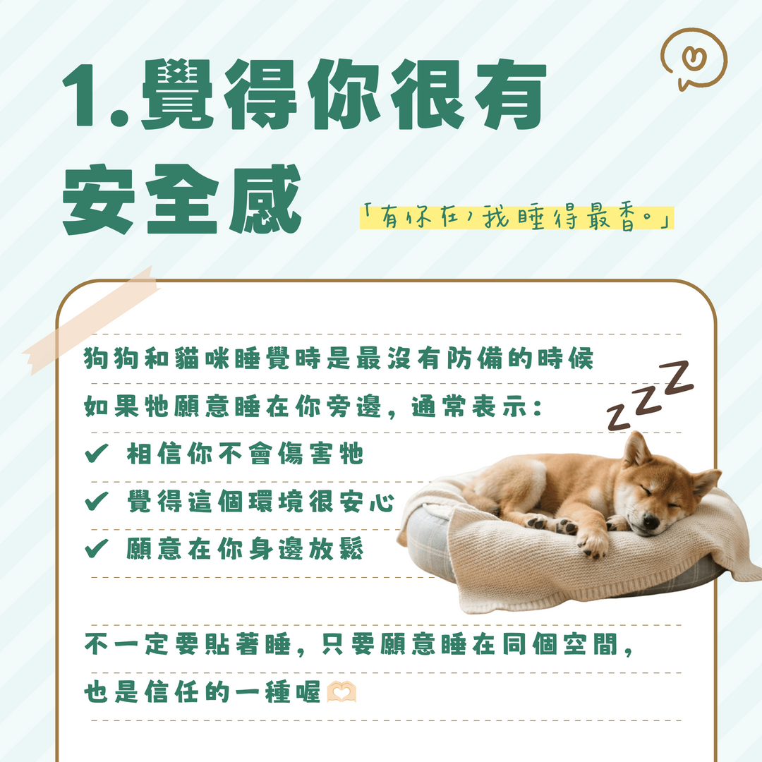 毛孩覺得有安全感