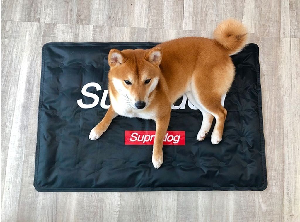 黑色 superdog