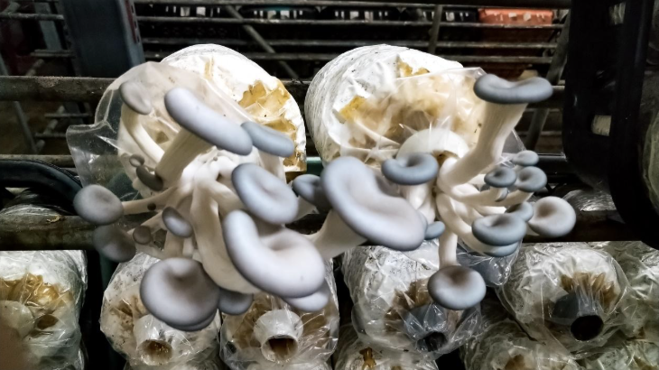 創造友善循環來養菇的小島良采