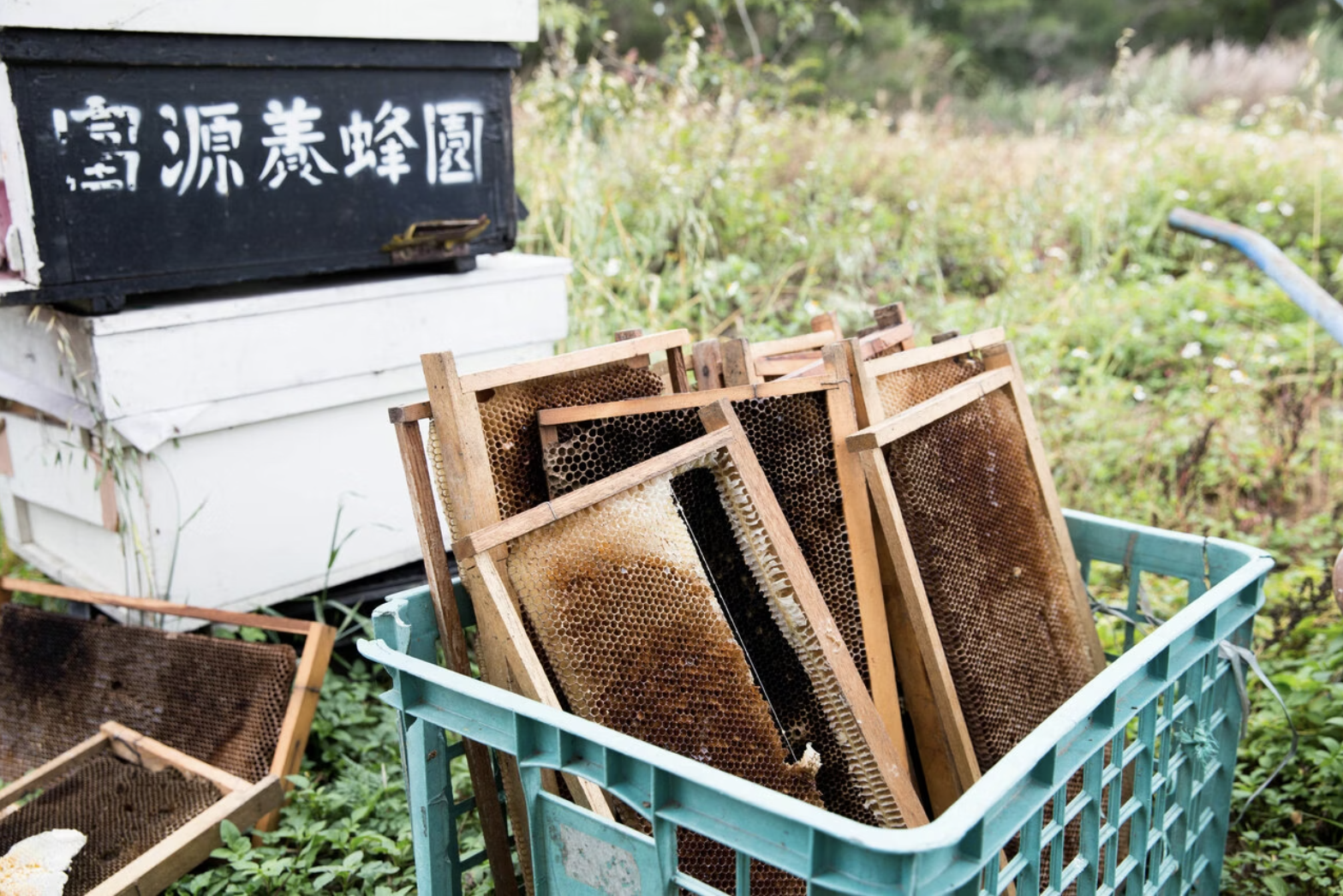 鬱鬱蔥蔥的島嶼造就多層次風味的百花蜜