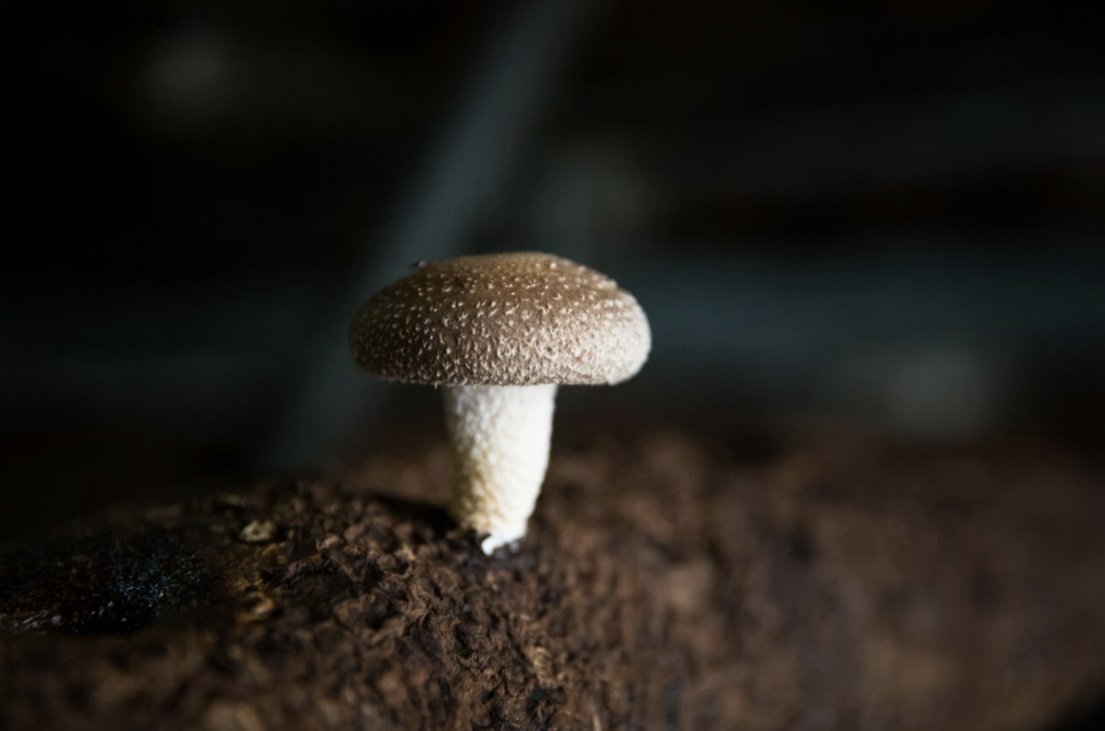 零廢棄循環｜全在地生產的金門香菇