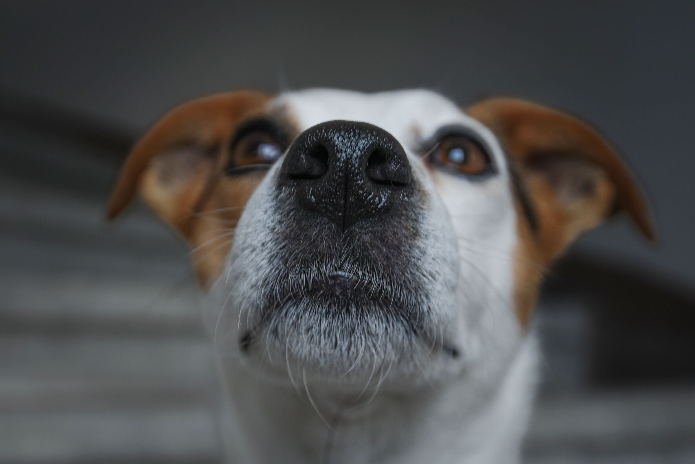 你知道嗎？狗狗能陪我們的真正時間，其實只有 365 天⋯⋯🐾