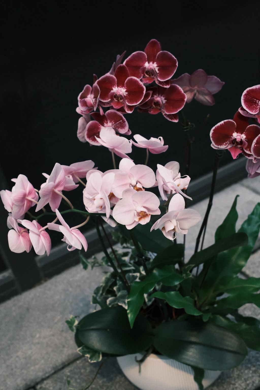 DSCF1546