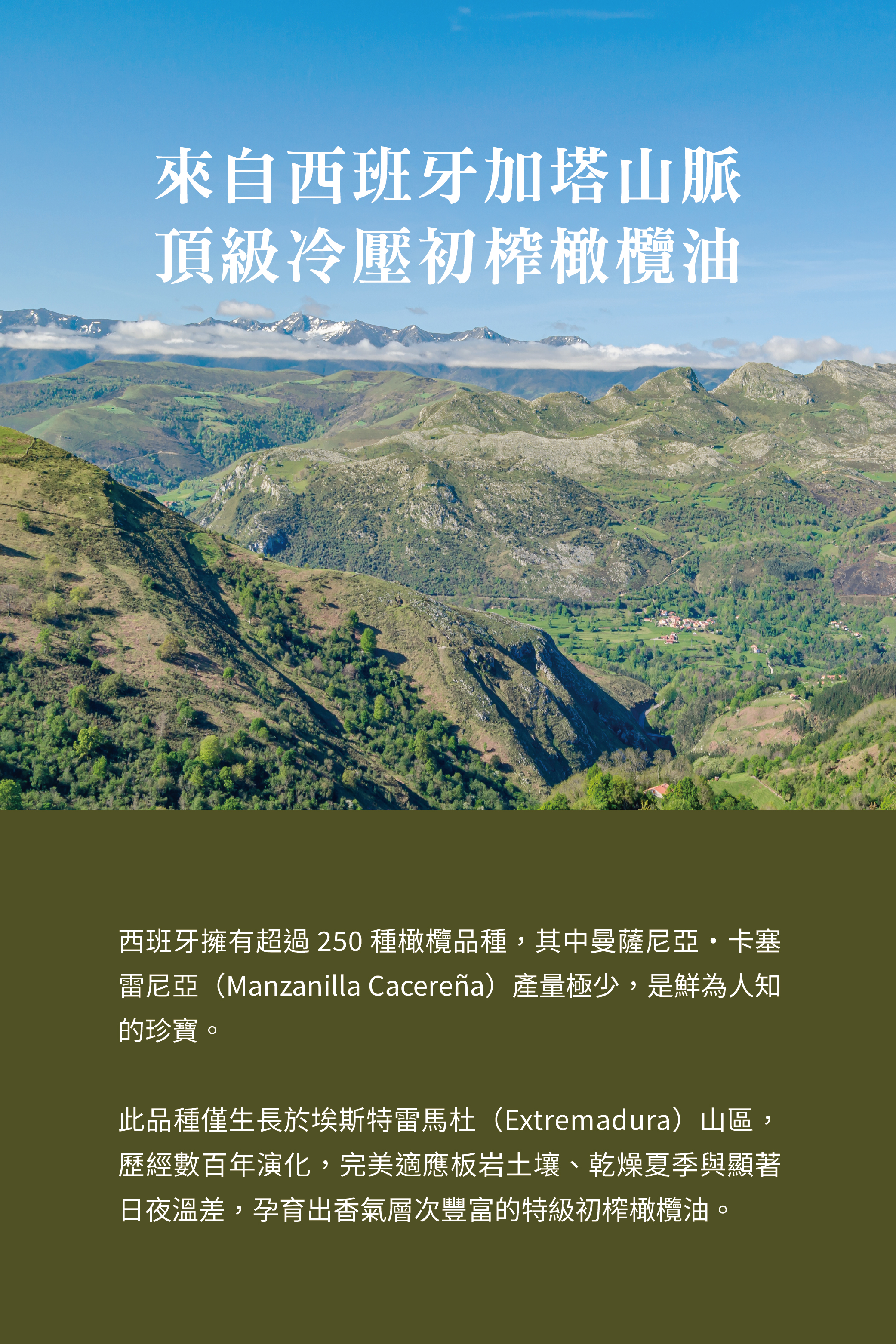橄欖油_加塔山脈