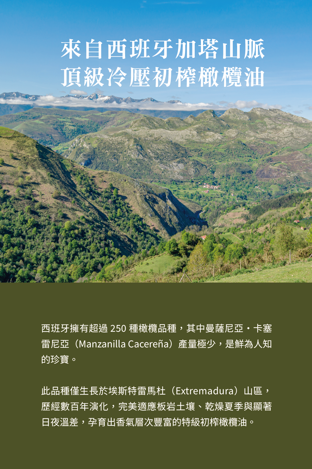 橄欖油_加塔山脈