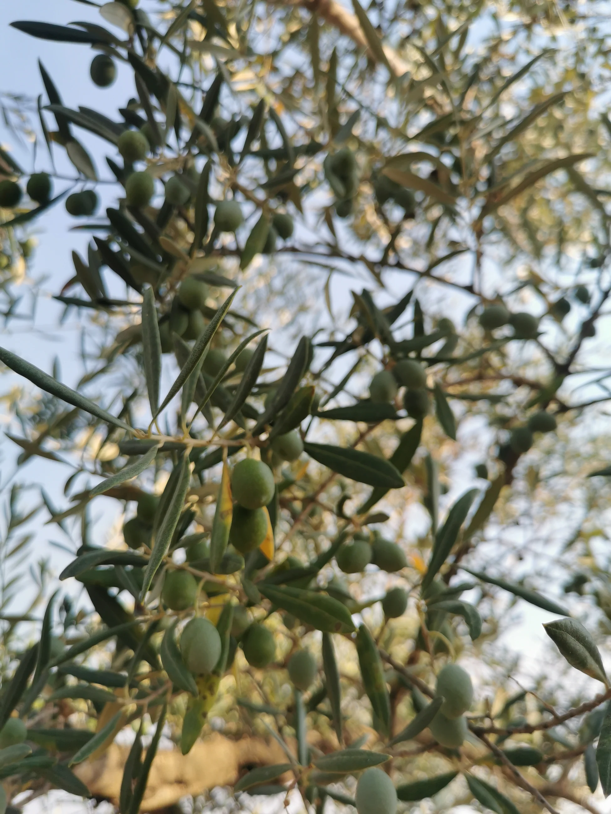 Vue_d_une_branche_d_olivier_et_se_fruits_casa_Montero_y_Bianchi-_Sierra_de_Gata