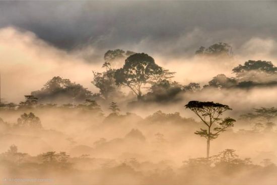  | Borneo Asli