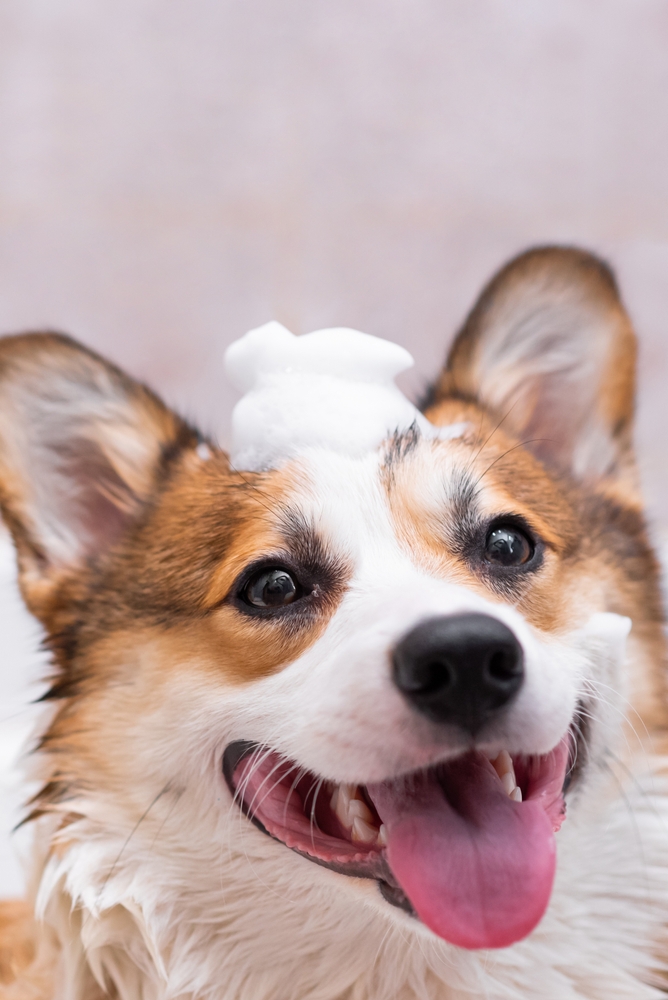 Pet enjoying a gentle bath with HappiPaws
