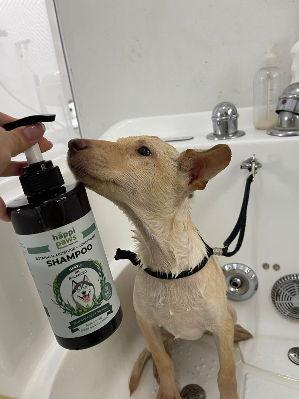 HappiPaws pet parent caring for their pet