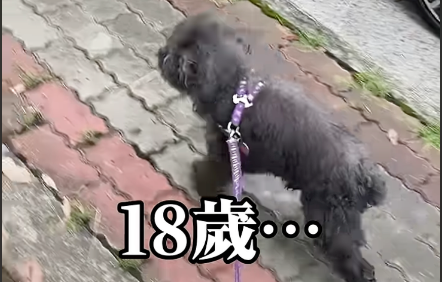 品牌老犬