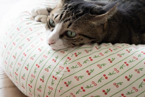 DSC08647 (1)
