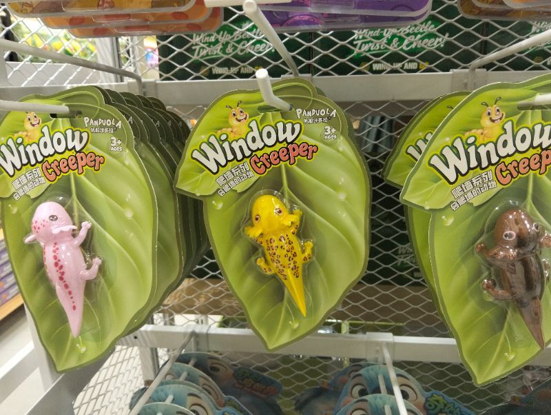 window-creeper-small-lizard-1