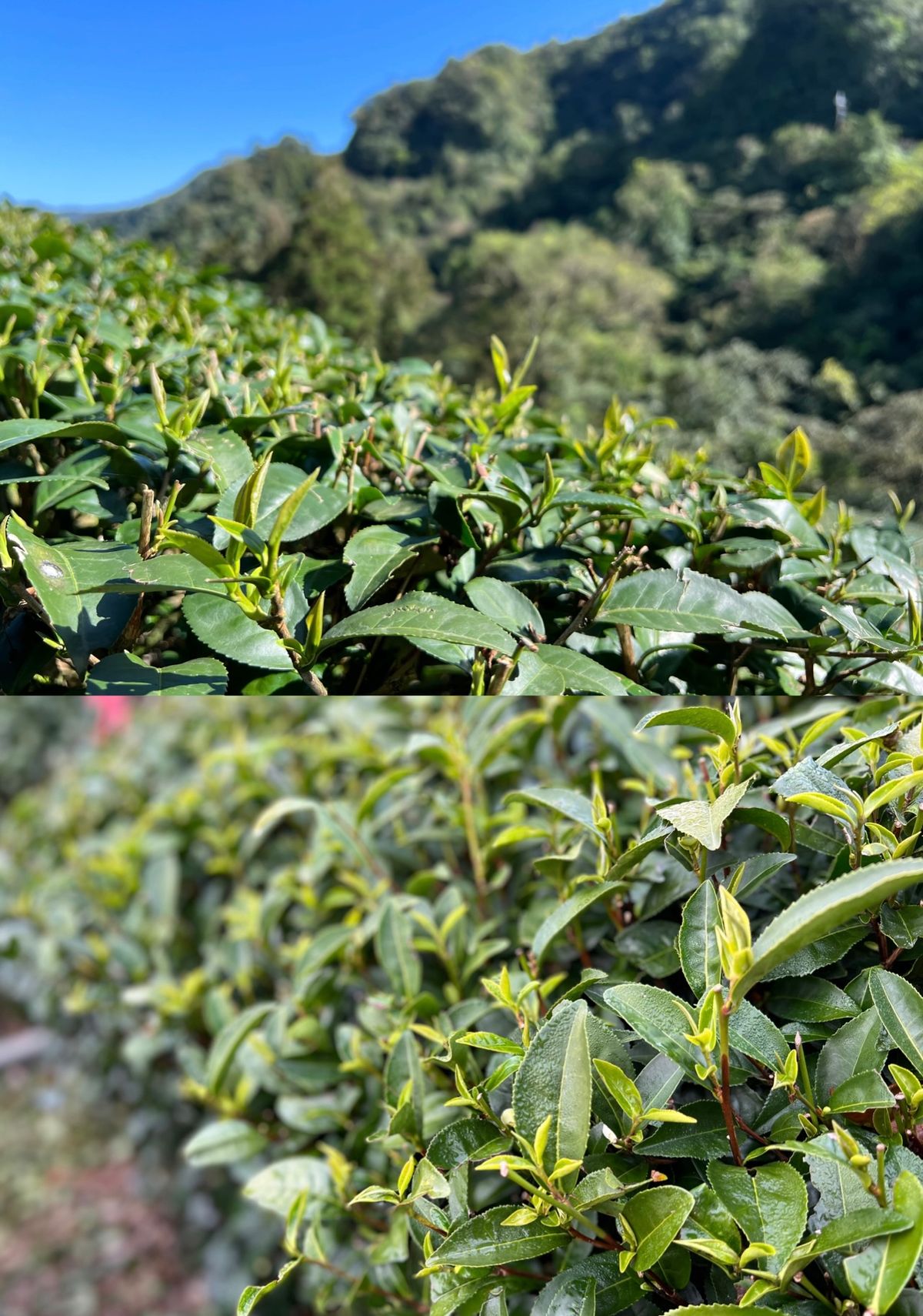 李家茶店 Lee's Tea House | 一杯茶，也有許多值得探索的可能