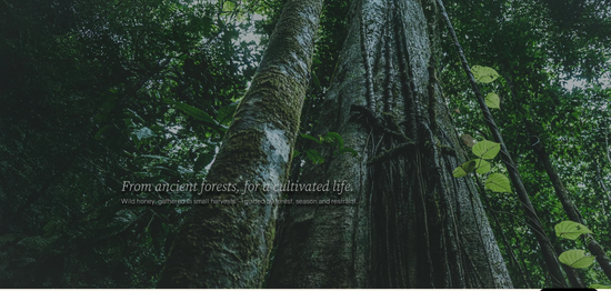 From 130,000,000 year old rainforest | Tualang Honey USA