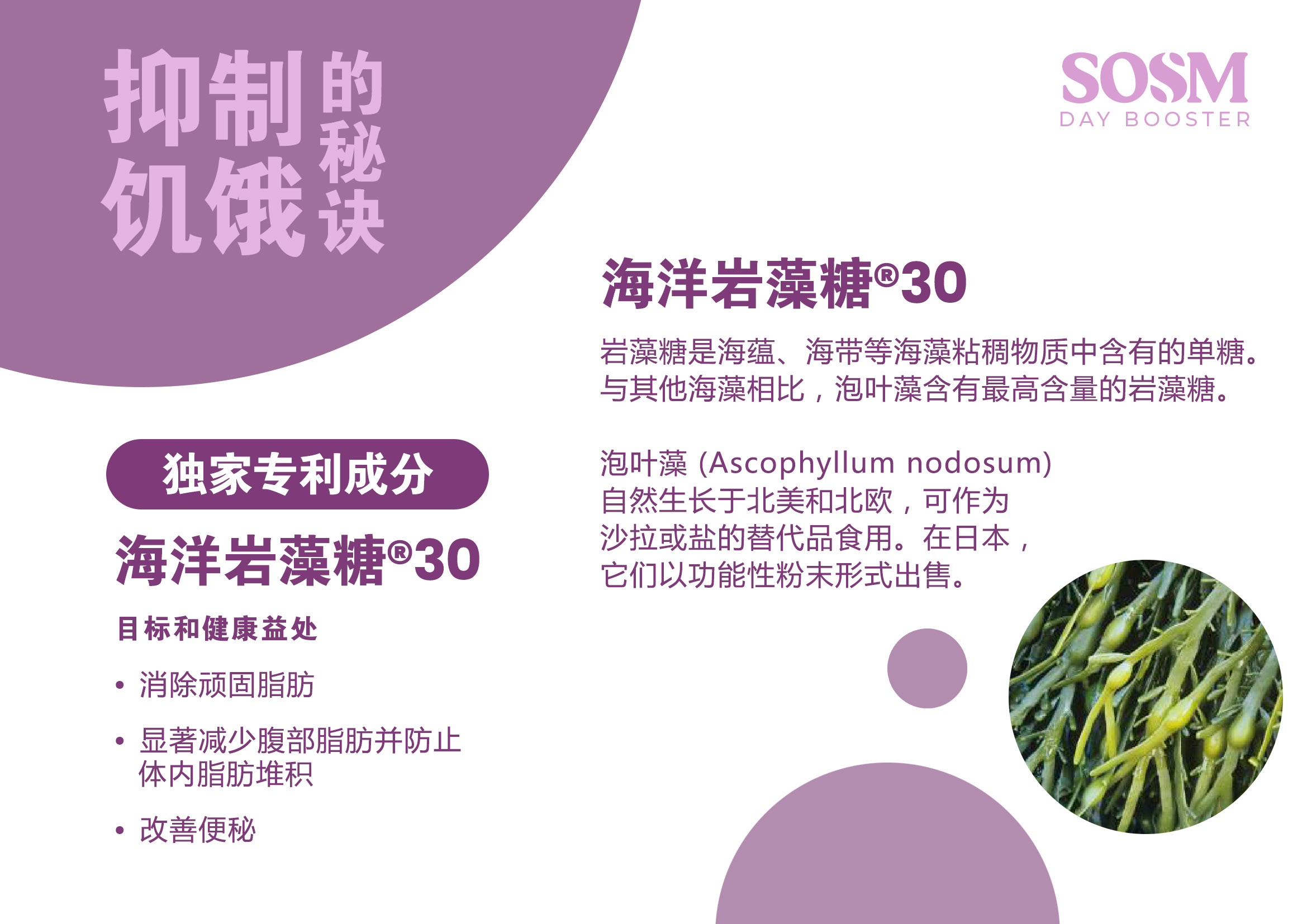 SOMS Day Booster  - Ascophyllum Nodosum