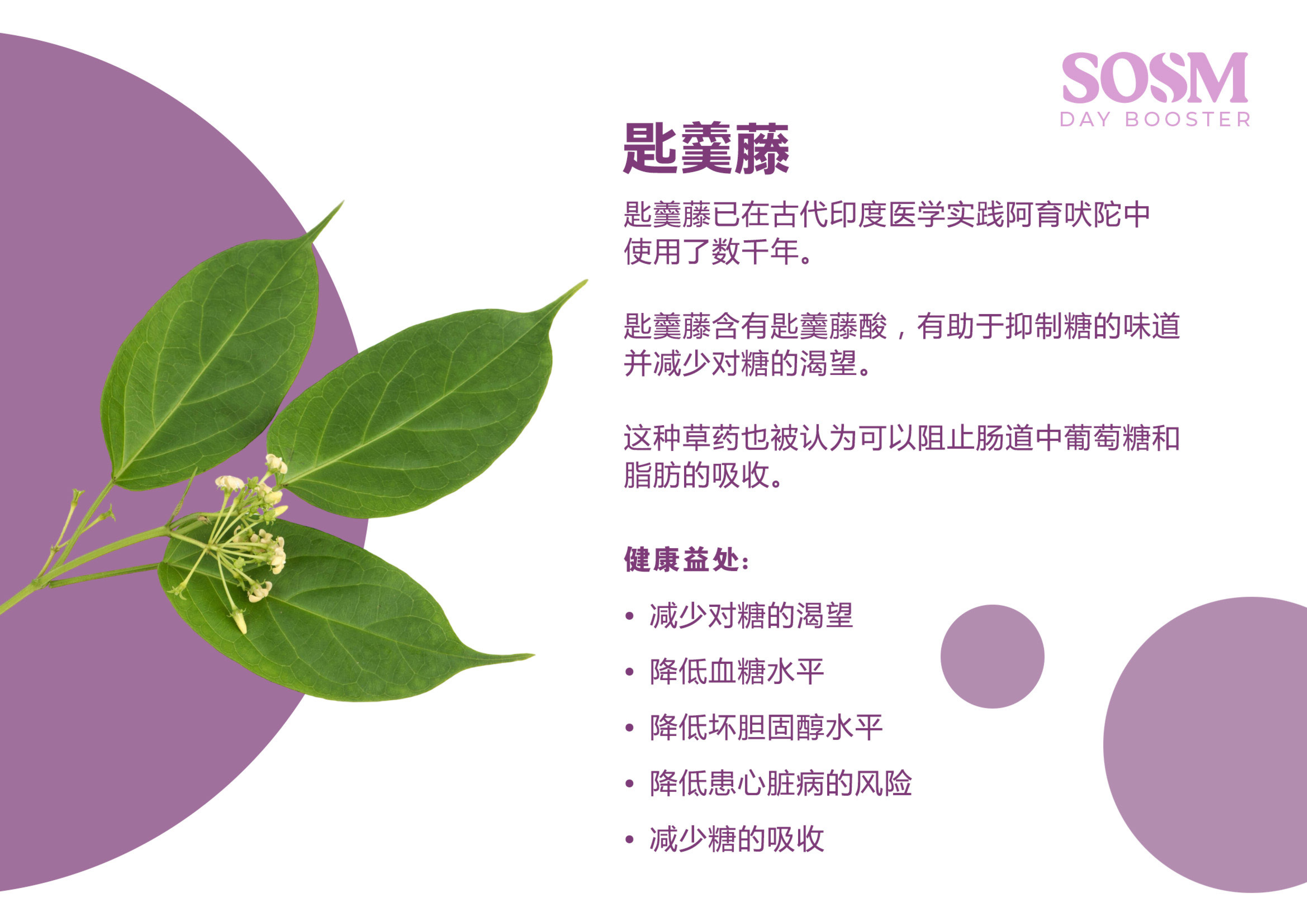 SOMS Day Booster  - ingredients -Gymnema sylvestre