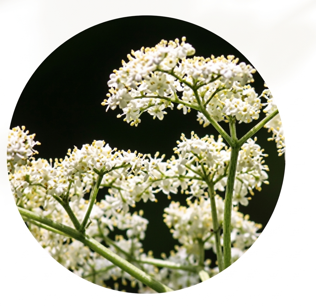 后调：柔和麝香